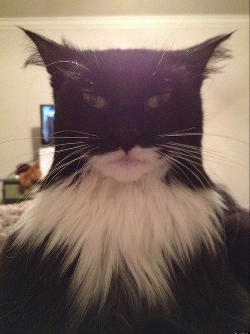 100 mejores fotos de gatos de todos los tiempos