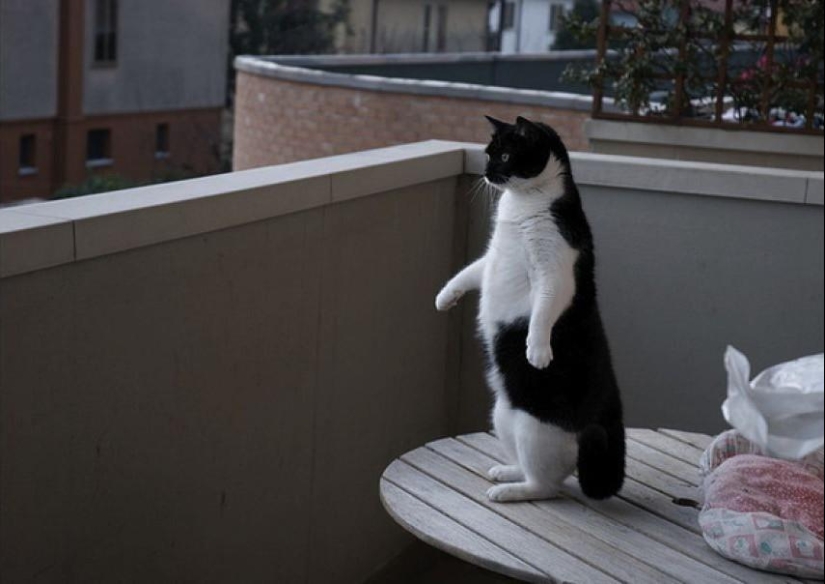 100 mejores fotos de gatos de todos los tiempos
