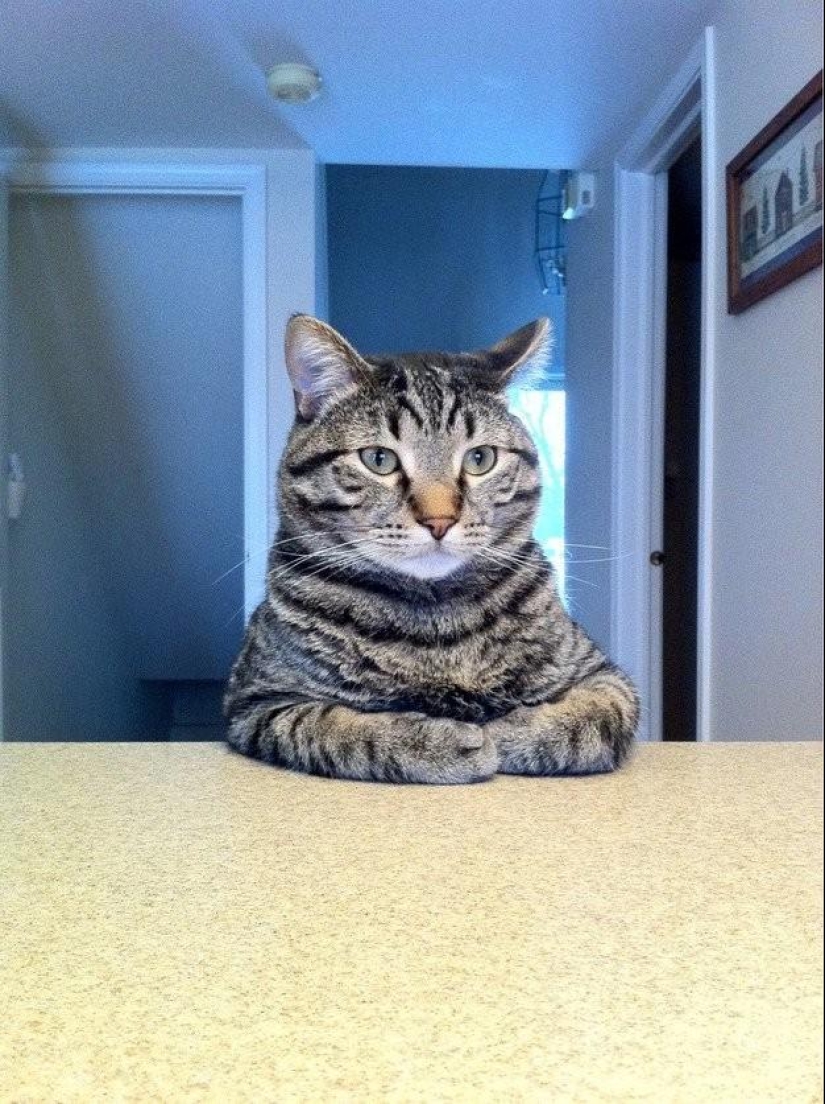 100 mejores fotos de gatos de todos los tiempos