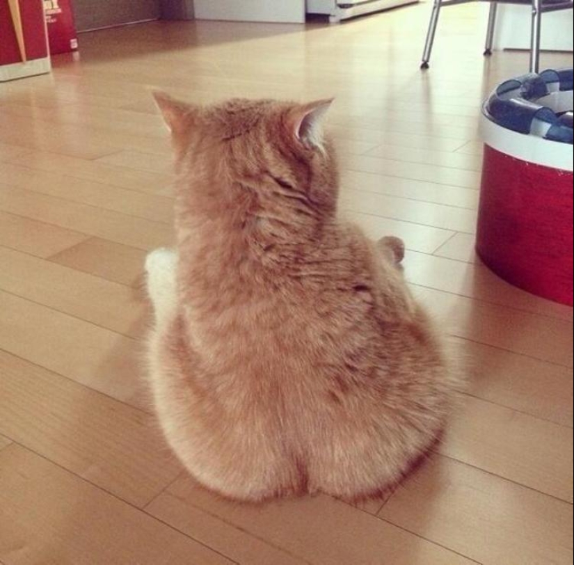 100 mejores fotos de gatos de todos los tiempos