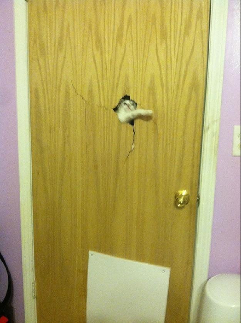 100 mejores fotos de gatos de todos los tiempos