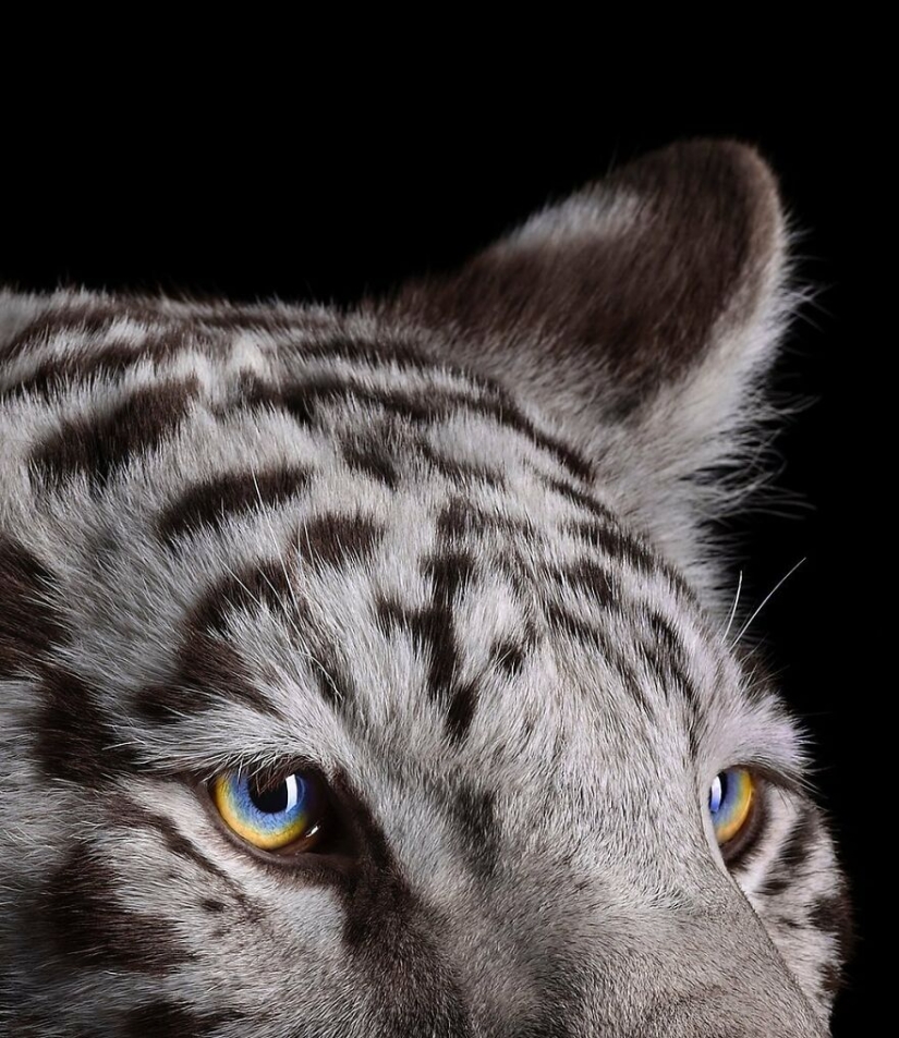 11 Captivating Studio Portraits Of Wild Animals Captured By Brad Wilson 11 Captivating Studio Portraits Of Wild Animals Captured By Brad Wilson