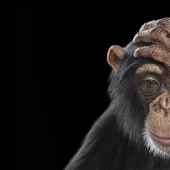 11 Captivating Studio Portraits Of Wild Animals Captured By Brad Wilson