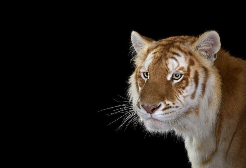11 Captivating Studio Portraits Of Wild Animals Captured By Brad Wilson 11 Captivating Studio Portraits Of Wild Animals Captured By Brad Wilson