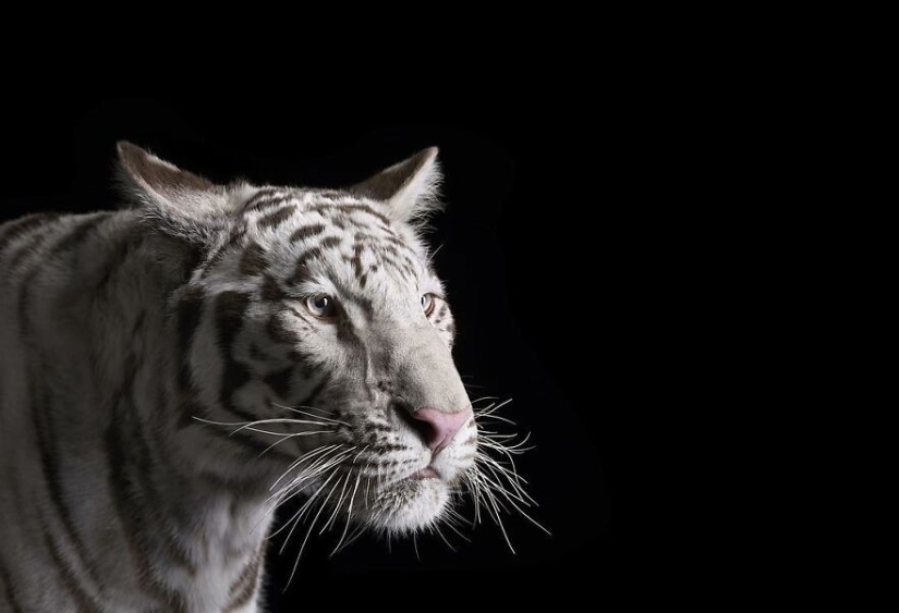11 Captivating Studio Portraits Of Wild Animals Captured By Brad Wilson 11 Captivating Studio Portraits Of Wild Animals Captured By Brad Wilson