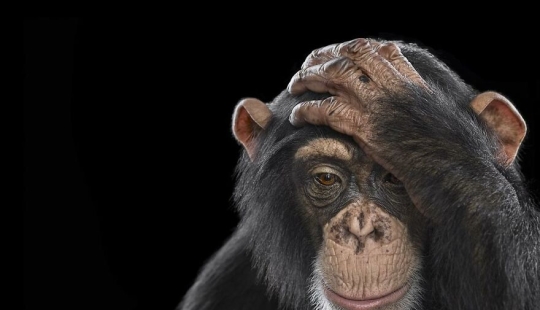 11 Captivating Studio Portraits Of Wild Animals Captured By Brad Wilson 11 Captivating Studio Portraits Of Wild Animals Captured By Brad Wilson