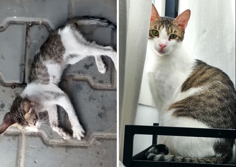 11 Cats Who Got A Second Chance At Life And Their Amazing Transformations
