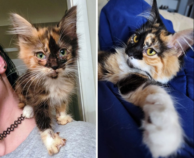 11 Cats Who Got A Second Chance At Life And Their Amazing Transformations