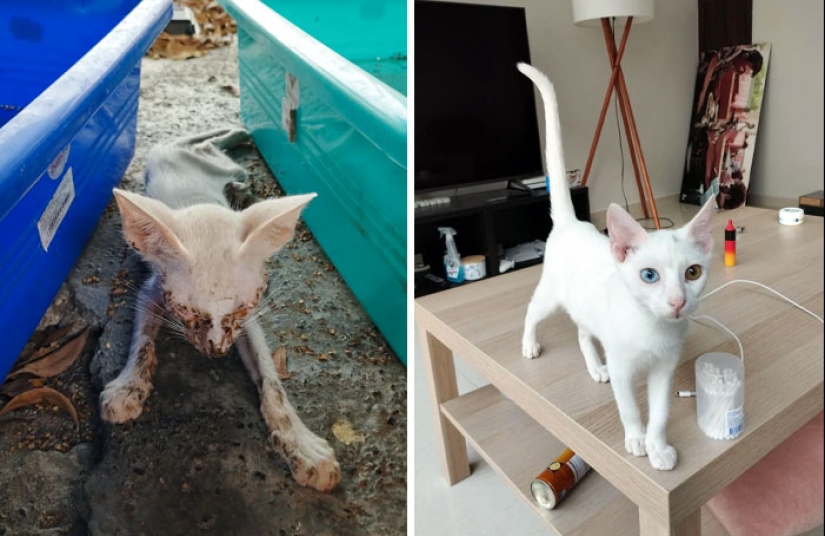 11 Cats Who Got A Second Chance At Life And Their Amazing Transformations