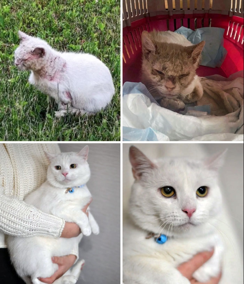 11 Cats Who Got A Second Chance At Life And Their Amazing Transformations