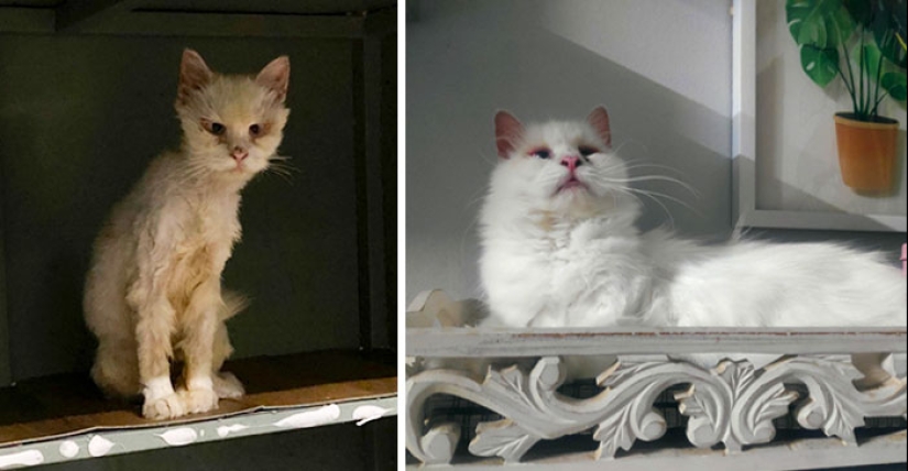 11 Cats Who Got A Second Chance At Life And Their Amazing Transformations