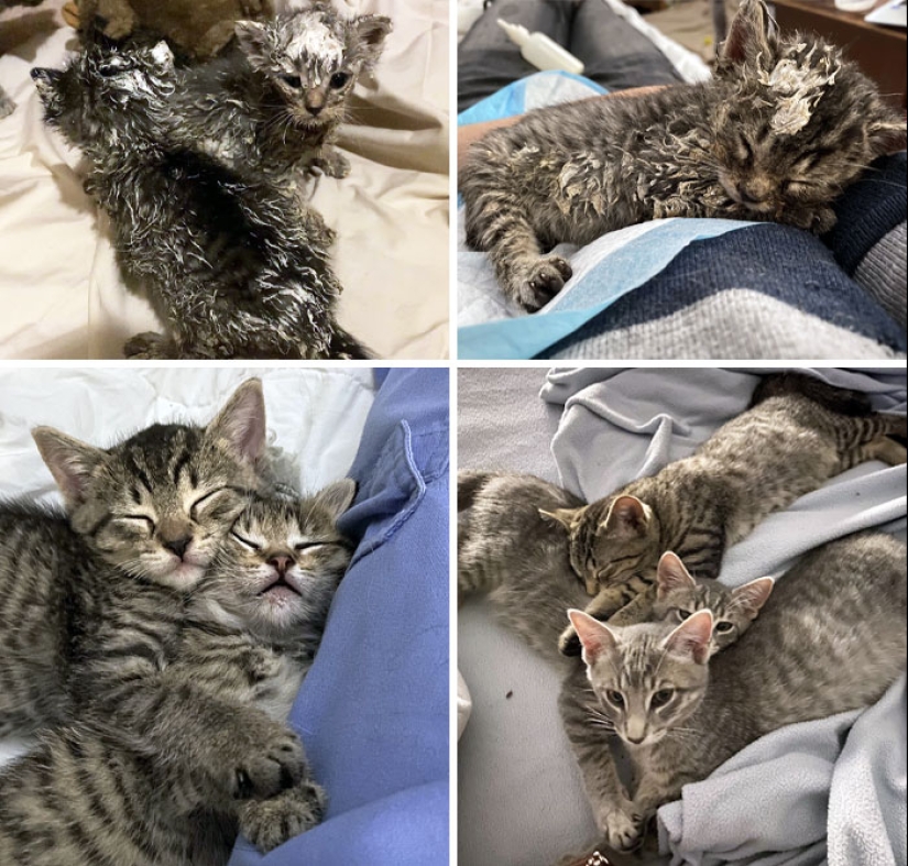 11 Cats Who Got A Second Chance At Life And Their Amazing Transformations