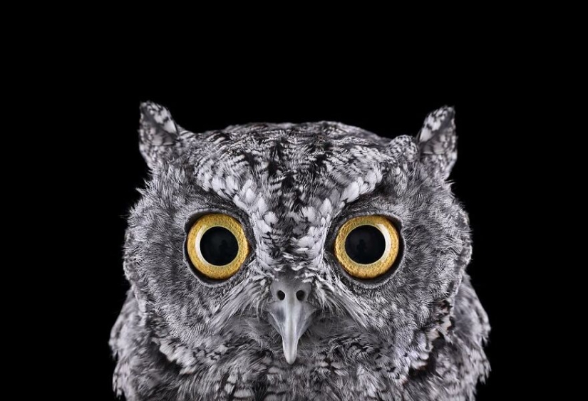 11 cautivadores retratos de estudio de animales salvajes capturados por Brad Wilson
