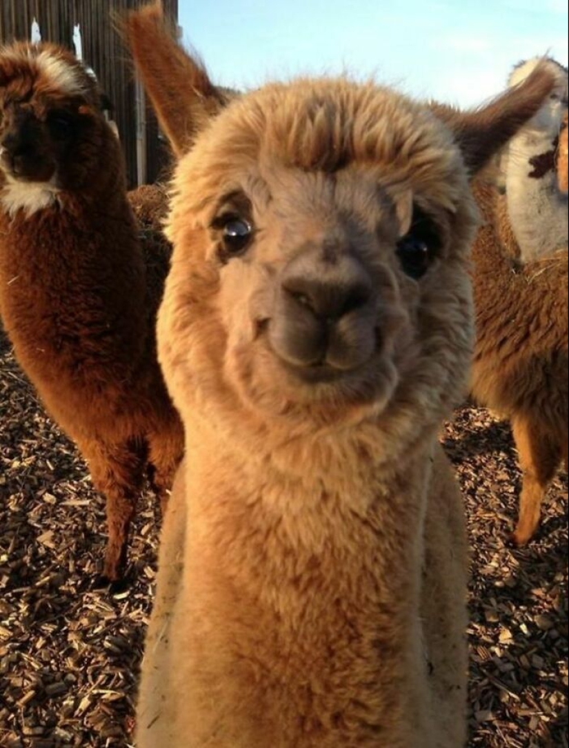 11 fotografías de animales saludables e inusuales para brindarte una terapia animal seria