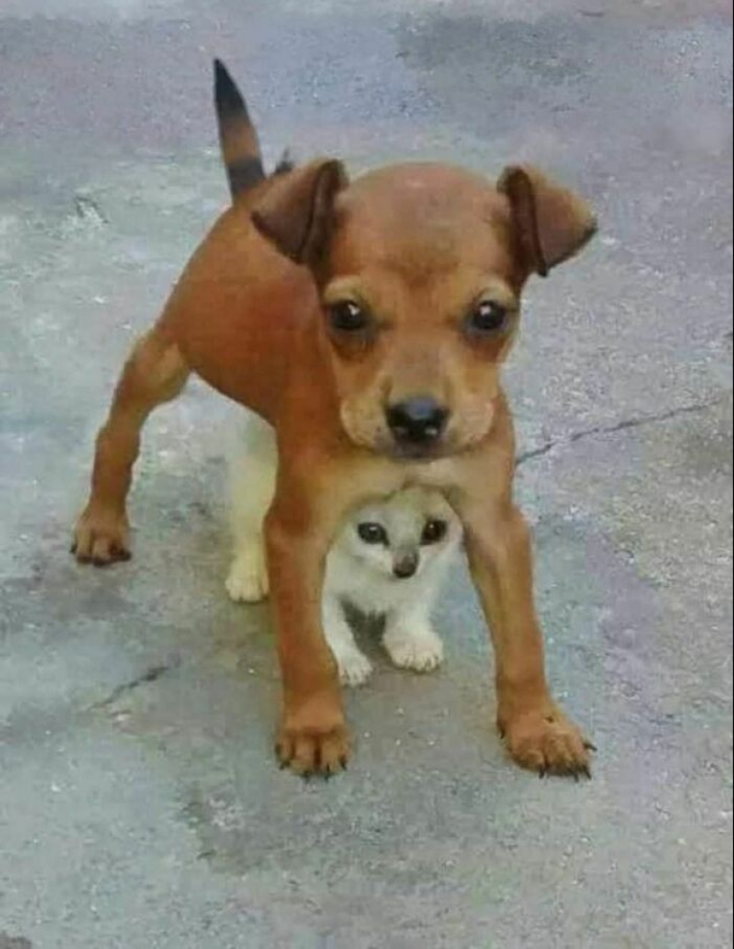11 fotografías de animales saludables e inusuales para brindarte una terapia animal seria