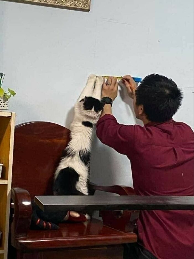 11 fotografías de animales saludables e inusuales para brindarte una terapia animal seria
