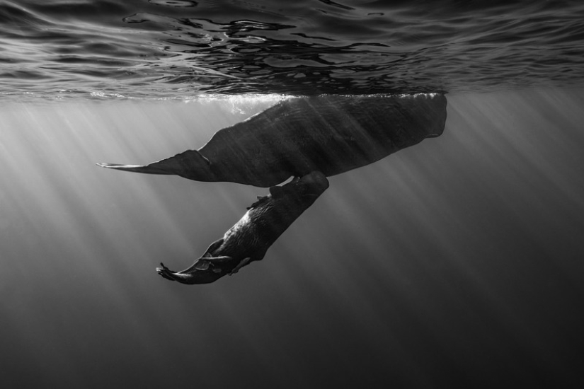 11 fotografías de vida salvaje que muestran el lado metálico, sereno y atrevido de la naturaleza 11 fotografías de vida salvaje que muestran el lado metálico, sereno y atrevido de la naturaleza