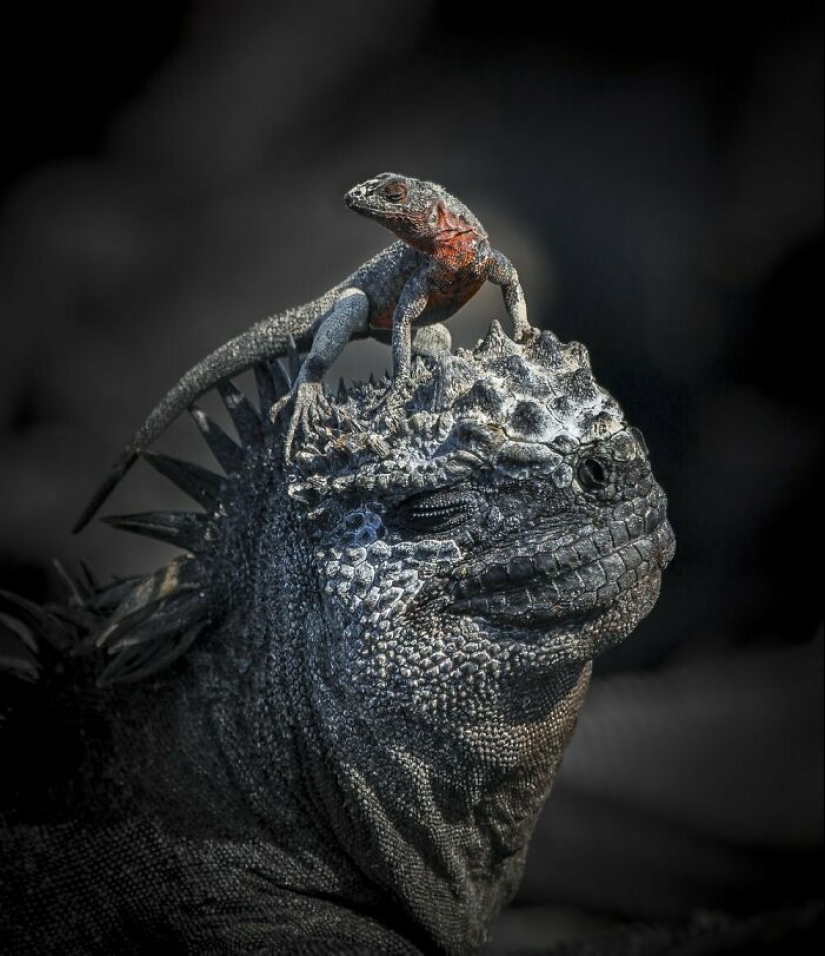 11 ganadores del mundo Nature Photography Awards 2024