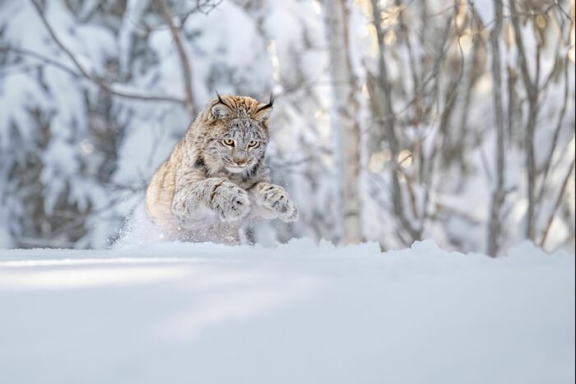 11 ganadores del mundo Nature Photography Awards 2024