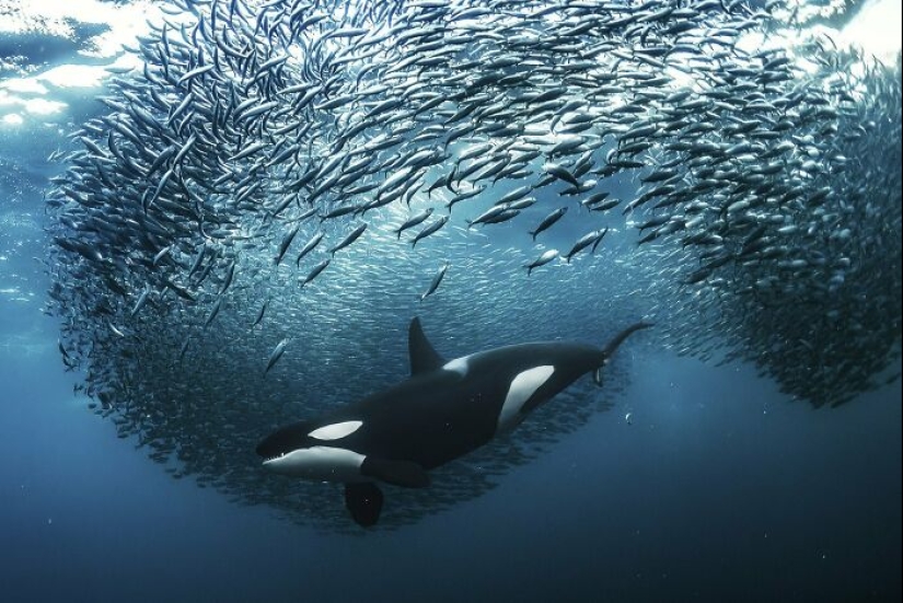 11 ganadores del mundo Nature Photography Awards 2024