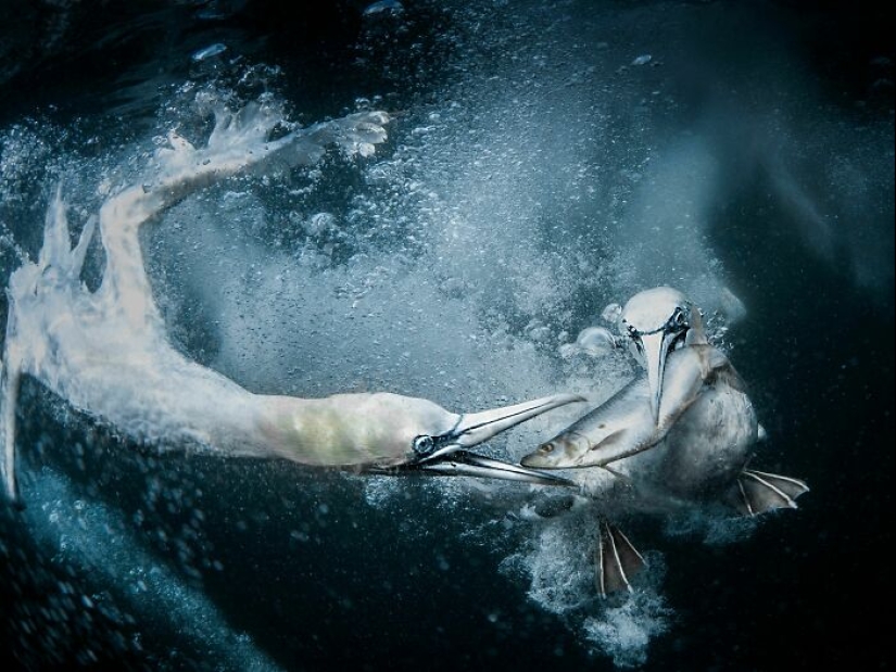 11 ganadores del mundo Nature Photography Awards 2024