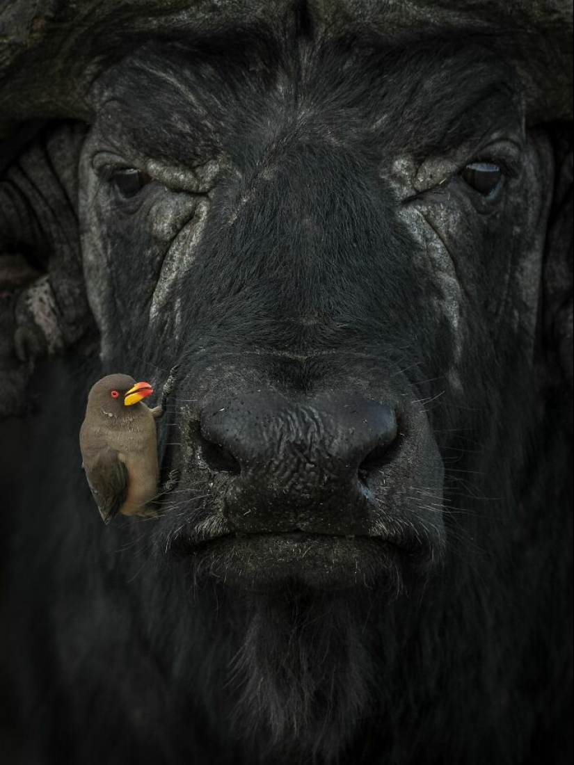 11 ganadores del mundo Nature Photography Awards 2024
