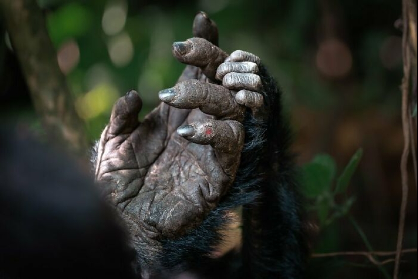 11 ganadores del mundo Nature Photography Awards 2024