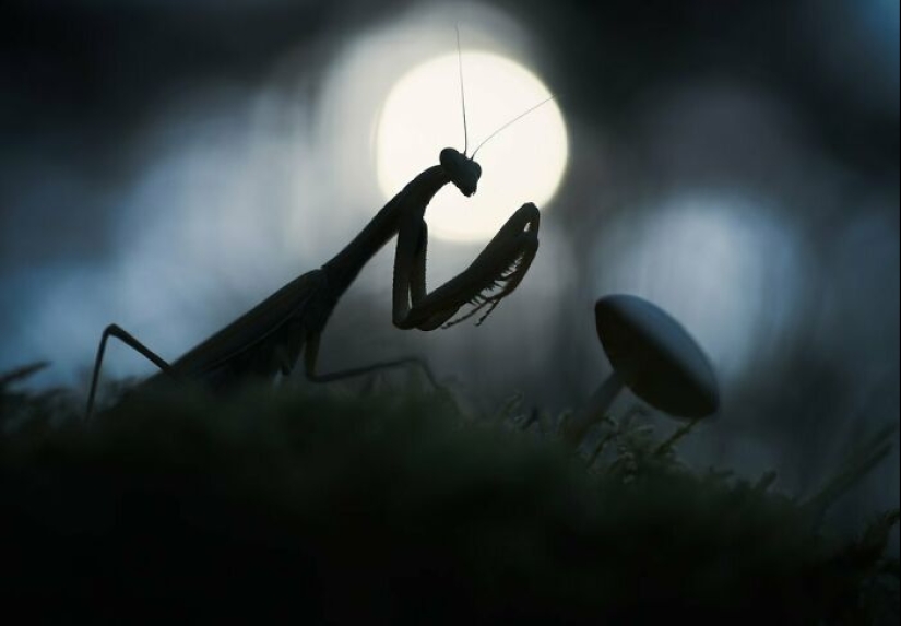 11 ganadores del mundo Nature Photography Awards 2024