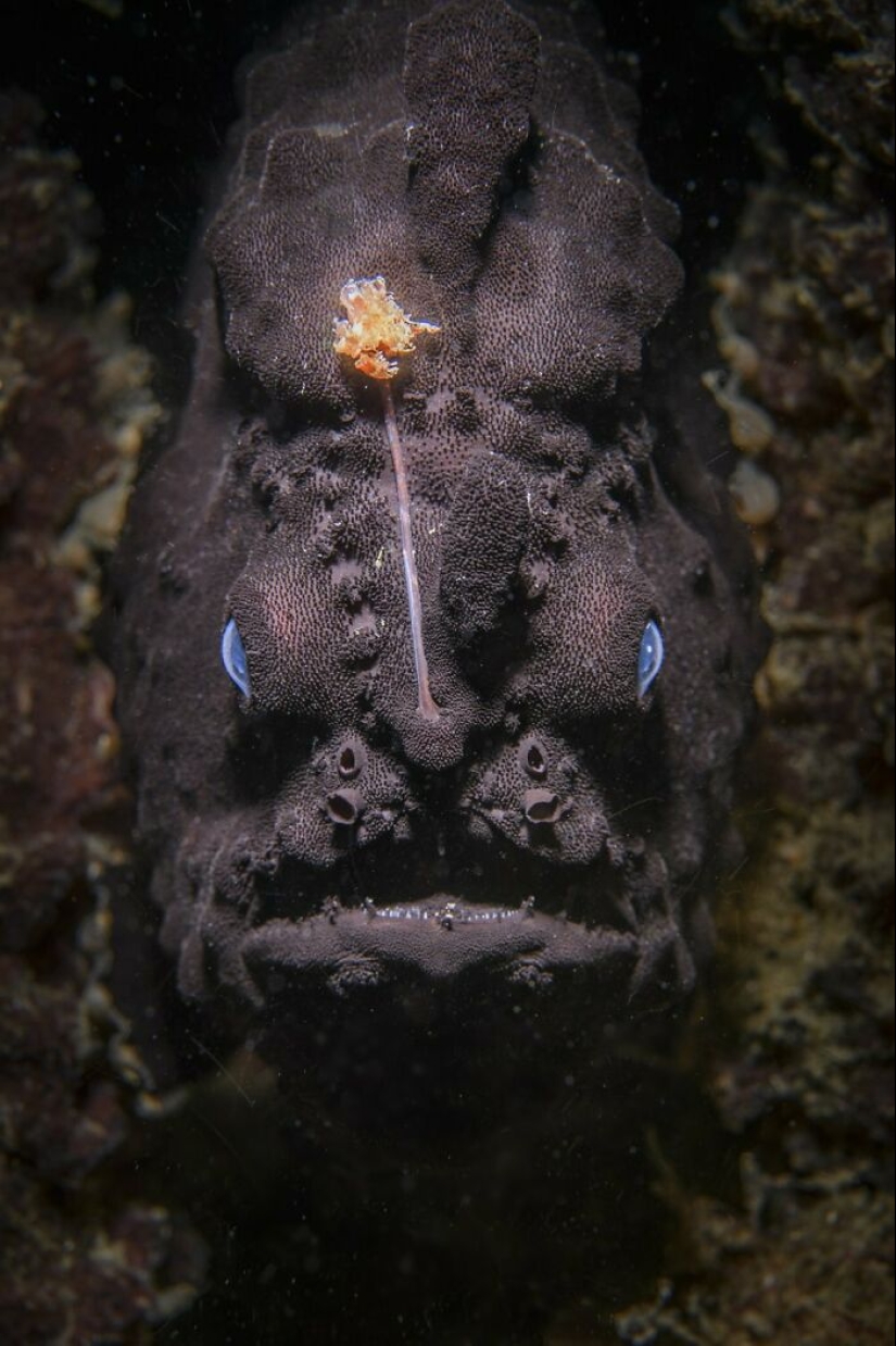11 ganadores del mundo Nature Photography Awards 2024