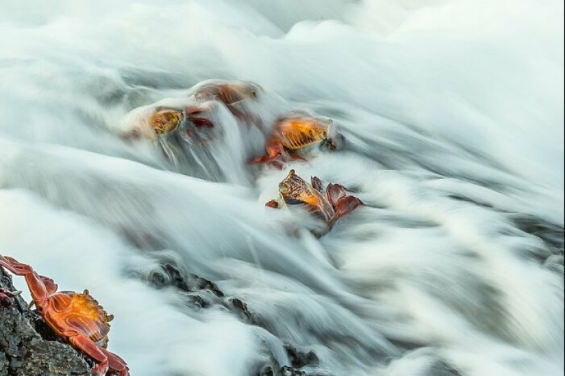 11 ganadores del mundo Nature Photography Awards 2024