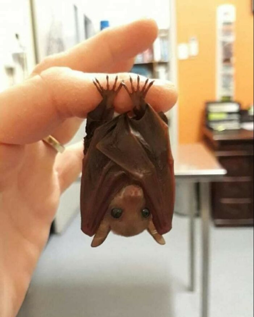 11 Wholesome And Unusual Animal Pics To Give You Some Serious Animal Therapy