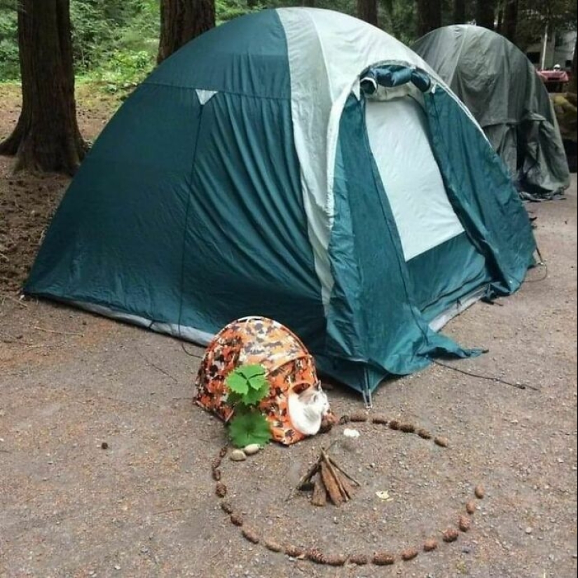 11 Wholesome And Unusual Animal Pics To Give You Some Serious Animal Therapy