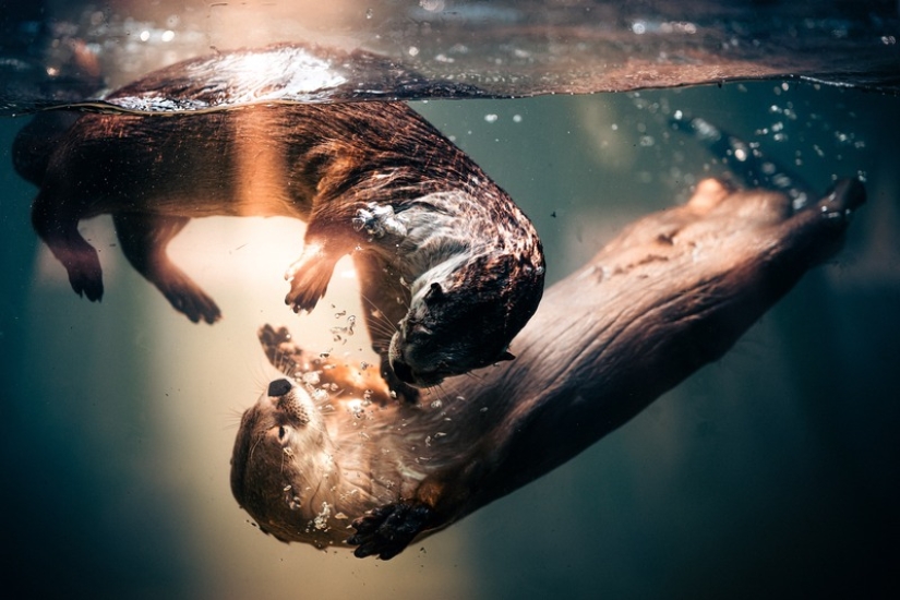 11 wildlife photos showing the metal, serene, and cheeky side of nature