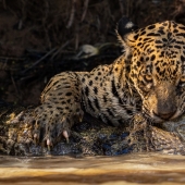 11 wildlife photos showing the metal, serene, and cheeky side of nature 11 wildlife photos showing the metal, serene, and cheeky side of nature