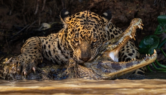 11 wildlife photos showing the metal, serene, and cheeky side of nature 11 wildlife photos showing the metal, serene, and cheeky side of nature