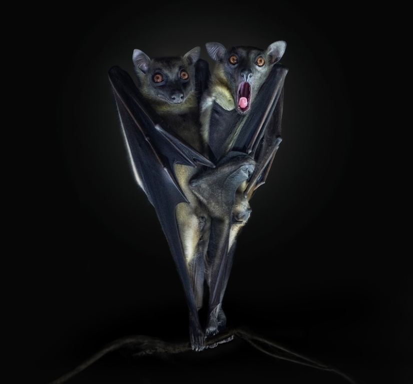 11 wildlife photos showing the metal, serene, and cheeky side of nature