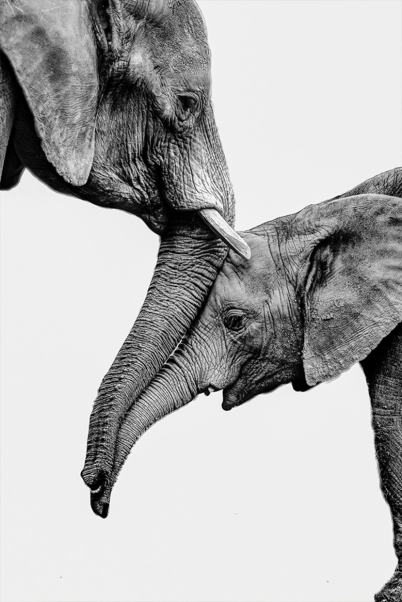 11 wildlife photos showing the metal, serene, and cheeky side of nature