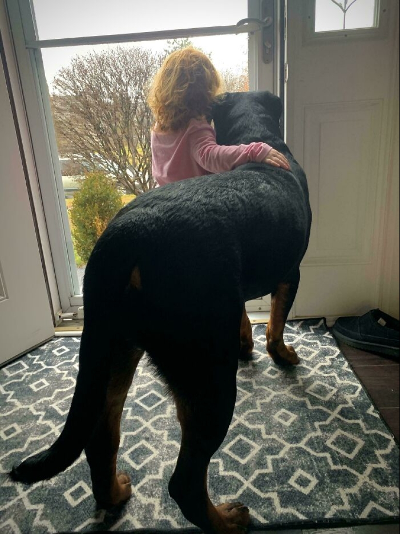 12 Adopted Pets Who Brought Joy To Their New Owners And The Entire Internet This Month
