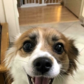 12 Adopted Pets Who Brought Joy To Their New Owners And The Entire Internet This Month