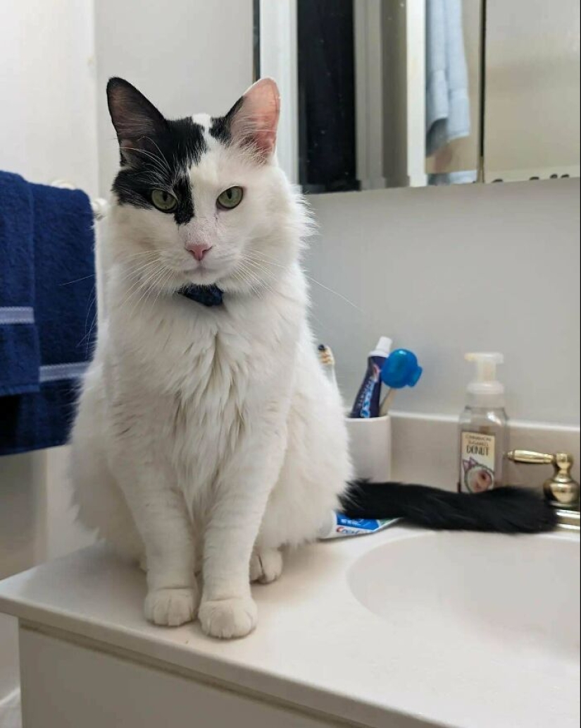 12 Adopted Pets Who Brought Joy To Their New Owners And The Entire Internet This Month