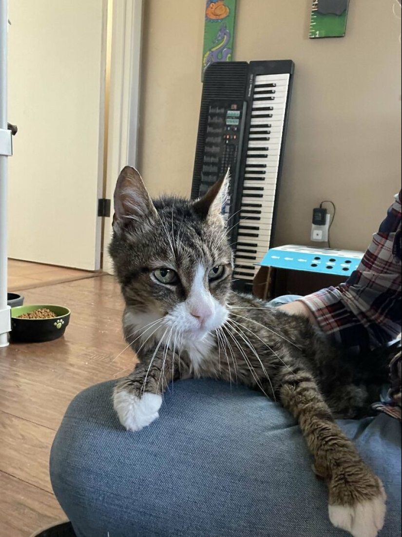 12 Adopted Pets Who Brought Joy To Their New Owners And The Entire Internet This Month