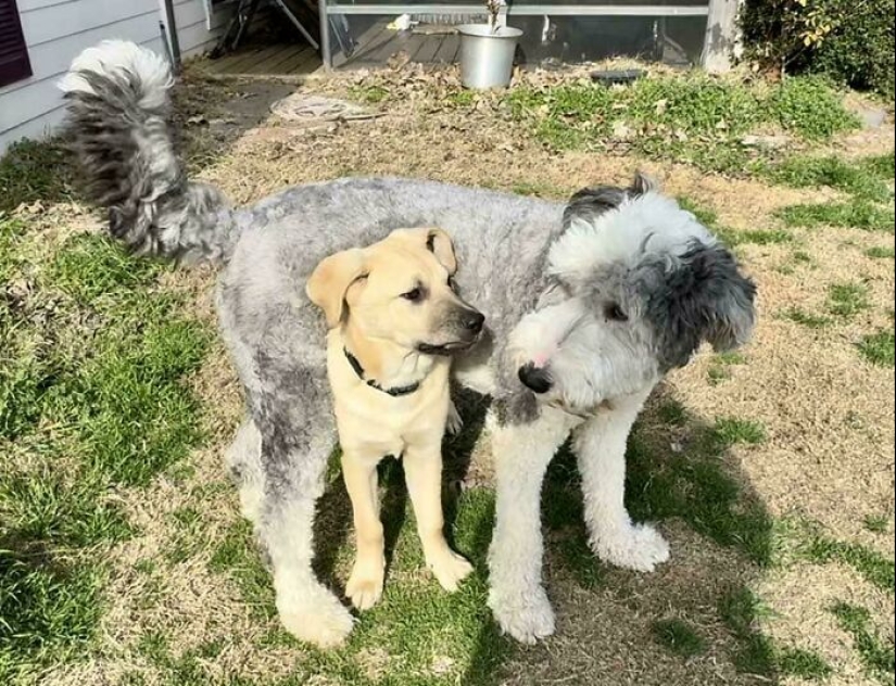 12 Adopted Pets Who Brought Joy To Their New Owners And The Entire Internet This Month