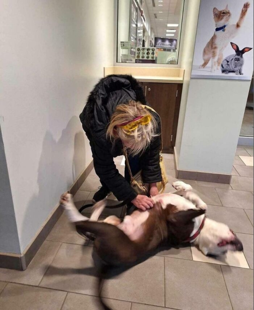 12 Adopted Pets Who Brought Joy To Their New Owners And The Entire Internet This Month