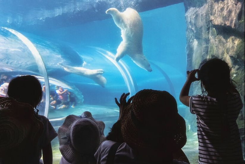12 Captivating Animal Photos Of Polar Bears I Captured At The Zoo