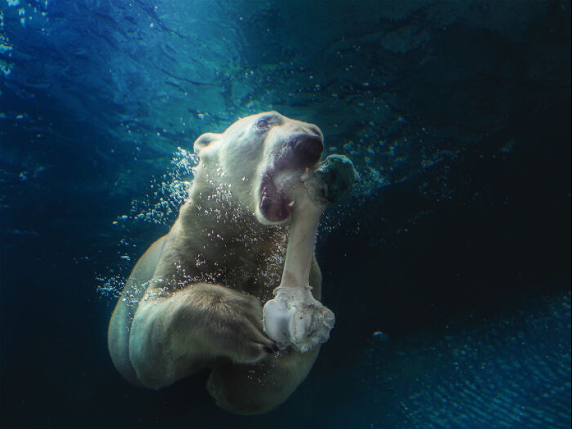 12 Captivating Animal Photos Of Polar Bears I Captured At The Zoo