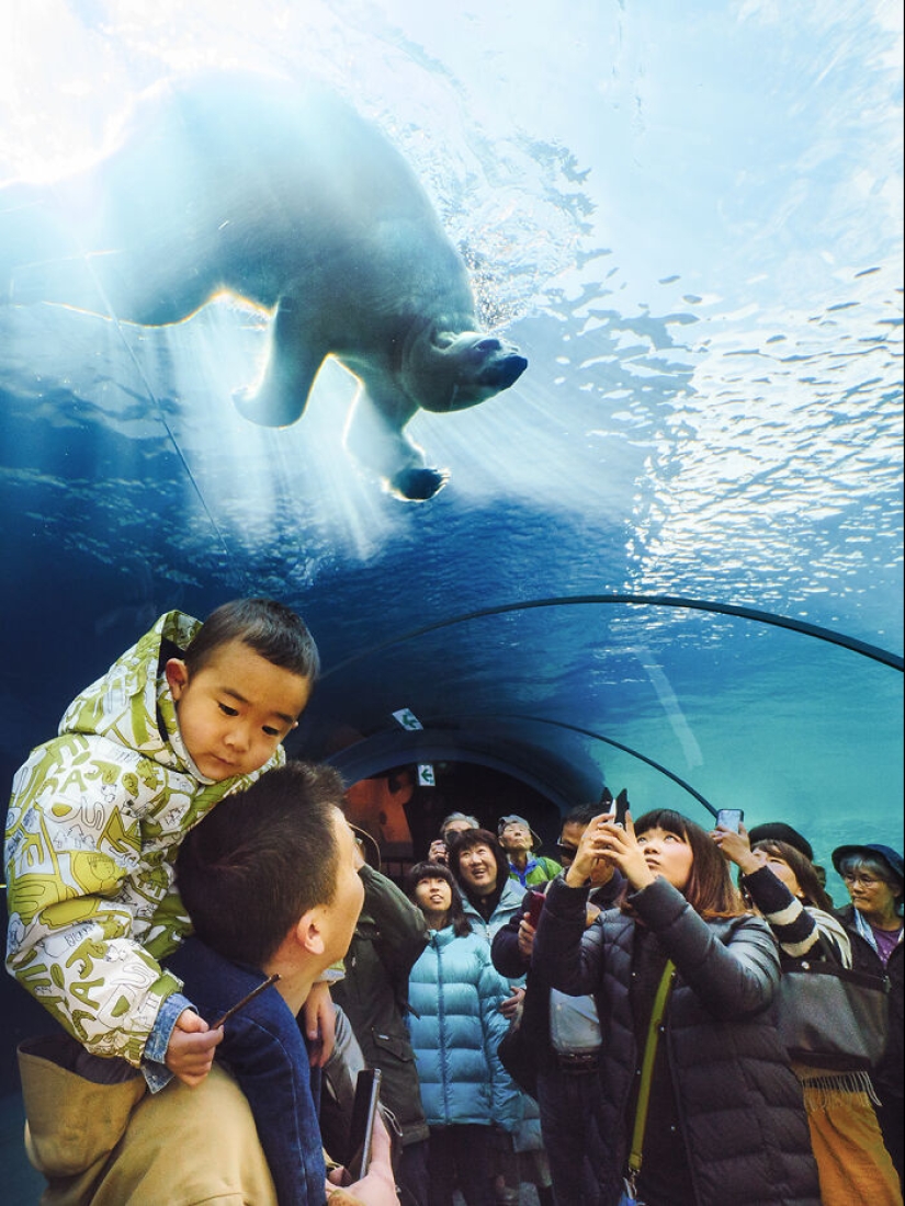 12 Captivating Animal Photos Of Polar Bears I Captured At The Zoo