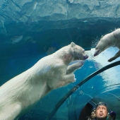 12 Captivating Animal Photos Of Polar Bears I Captured At The Zoo