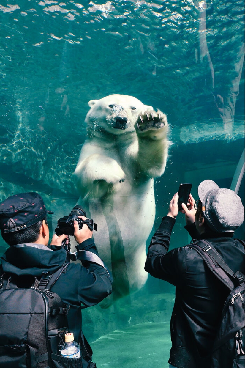 12 Captivating Animal Photos Of Polar Bears I Captured At The Zoo