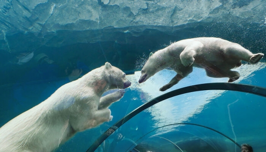 12 Captivating Animal Photos Of Polar Bears I Captured At The Zoo 12 Captivating Animal Photos Of Polar Bears I Captured At The Zoo
