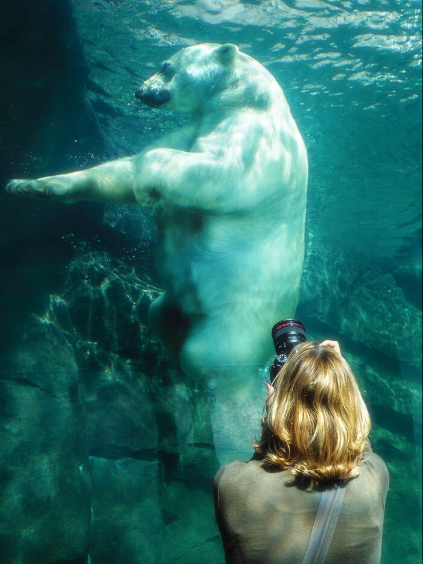 12 Captivating Animal Photos Of Polar Bears I Captured At The Zoo